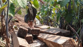 Một phần gỗ mun lậu được cơ quan chức năng phát hiện tại xã Thượng Trạch.