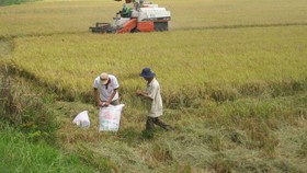 Giá lúa tăng ở ĐBSCL, nông dân có lãi