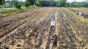 Chuyển đổi 126.333ha đất lúa kém hiệu quả trong năm 2019