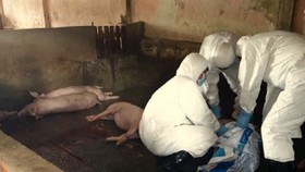Lực lượng thú y Sóc Trăng tiêu hủy heo bị bệnh