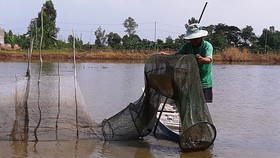 ĐBSCL: Nước lũ ở Tân Châu đã vượt báo động 1
