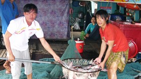ĐBSCL: Giá cá tra giảm, người nuôi lỗ nặng
