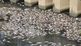 Cải thiện nguồn nước nhằm hạn chế cá chết trên kênh Nhiêu Lộc - Thị Nghè