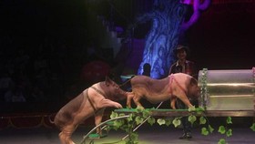 Trâu, lợn và đà điểu… sẽ thay thế động vật hoang dã trên sân khấu xiếc