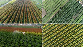 Trong nhà vườn 3 đời trồng hoa tết ở Gò Vấp