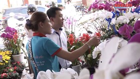 Nhộn nhịp thị trường cây kiểng Tết Kỷ Hợi ở TPHCM