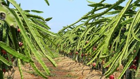 The price of dragon fruits in Binh Thuan hits a record high. (Photo: SGGP)