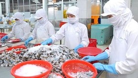 Workers process shrimps for export at a seafood company. (Photo: SGGP)