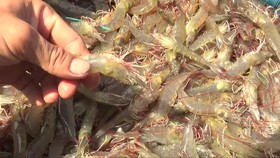 US imposes zero percent import tariff on Vietnamese shrimps