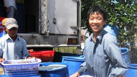 The prices of material shrimps in Mekong Delta provinces have climbed again. (Photo: SGGP)