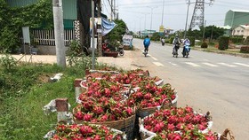 Farmers expand dragon fruit area in spite of declining prices
