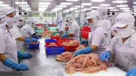 Pangasius fish export turnover this year is forecast to be difficult to meet the target. (Photo: SGGP)