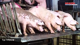 TPHCM: Quyết tâm kiểm soát, ngăn chặn bệnh dịch tả heo châu Phi lan rộng