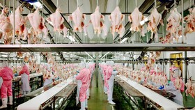 Xuất khẩu nông lâm thủy sản sẽ đạt 65 -70 tỷ USD vào năm 2030