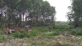 Dự án sân bay quốc tế Long Thành khởi động