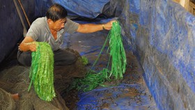 Nuôi lươn mang lại giá trị cao