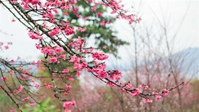There are about 1,000 cherry trees on Pa Khoang island, which bloom brilliantly during spring (January to April) (Source: VNA)
