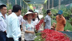 Director of the Huyen Thoai Orchid Cooperative, Dang Le Thi Thanh Huyen, presents orchids from her garden at Huyen Thoai Orchid Cooperative in An Nhon Tay commune in HCM City’s Cu Chi district (Photo: VNA)