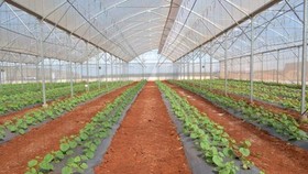 A clean vegetable cultivation model in Can Tho city (Photo: VNA)