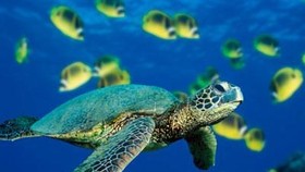 Program to promote conservation of endangered sea turtles