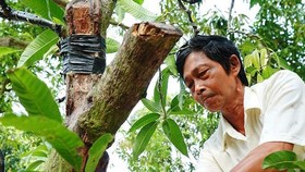 Xoài bonsai cho lợi nhuận cao