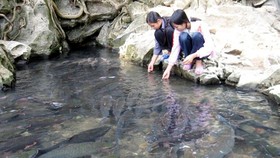 Những giai thoại bí ẩn về suối cá thần Cẩm Lương