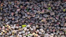 Người trồng sim ở Quảng Bình bội thu