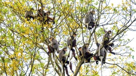 Voọc chà vá chân nâu tại bán đảo Sơn Trà