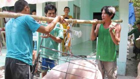 Heo tăng giá, người nuôi có lãi khoảng 1 triệu đồng/tạ, nhưng chưa dám tái đàn