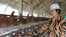 Báo động thực phẩm chăn nuôi, thuốc thú y kém chất lượng