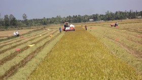 Tứ giác Long Xuyên là vùng sản xuất lúa gạo chủ lực của ĐBSCL
