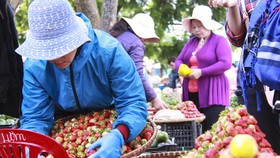 Đến chợ Đà Lạt những ngày này du khách khó cưỡng lại sức hút của những rổ dâu tây vừa mới hái từ vườn, lá trên cuốn vẫn còn tươi xanh.