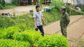 Người mua, người bán thương lượng giá cả keo lai. Ảnh: NGUYỄN TRANG