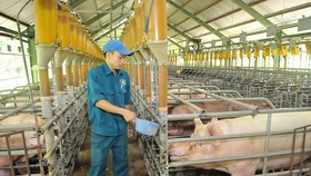 Nuôi heo VietGAP tại Xí nghiệp nuôi heo Đồng HIệp, Củ Chi, TPHCM Ảnh: Cao Thăng