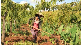 Công ty cung cấp giống chanh dây không quả bồi thường thiệt hại cho dân