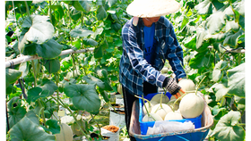 Trồng dưa lưới trong nhà màng