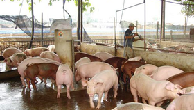 Chính sách hỗ trợ xây dựng công trình xử lý chất thải chăn nuôi