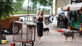 Từ 15-9, xử phạt tình trạng chó thả rông
