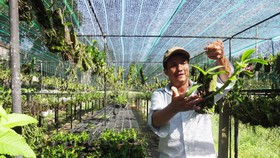 25 năm sống khỏe với nghề trồng lan