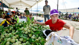 Mãng cầu Chi Lăng nhộn nhịp vào mùa thu hoạch