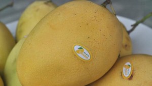 Cao Lanh mango (Source: Internet)