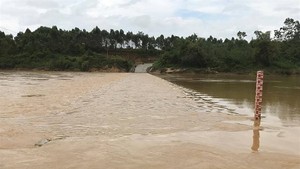 many fectares of rice is flooded by heavy rains in Nghe An province