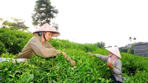 Vietnamese tea wins “Teas of the World” awards