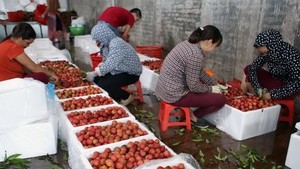 Bac Giang lychees (Photo: VNA)