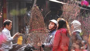 A man holds up a branch of peach blossom, which is a key feature of Vietnam's Lunar New Year traditions (Photo: VNA)