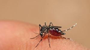 Hanoi stresses with dengue as infections rise