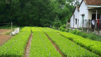 Để hạn chế thiệt hại, người trồng keo cần mua keo tại các vườn ươm đủ tiêu chuẩn. Ảnh: NGUYỄN TRANG