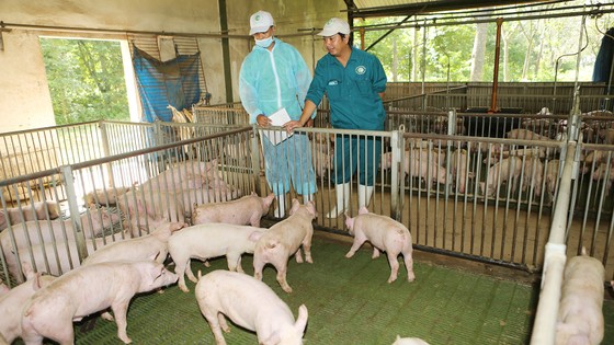 Việt Nam thắt chặt nhập khẩu thịt heo