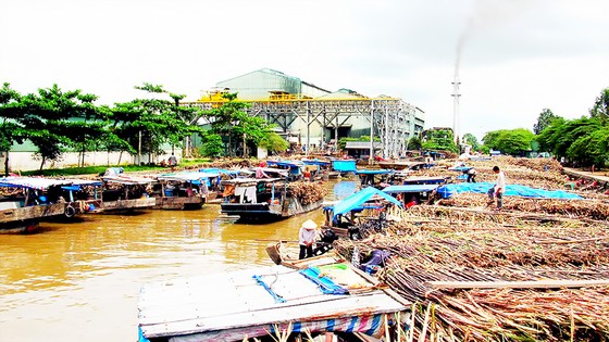 Nông dân chờ bán mía ở Nhà máy đường Phụng Hiệp (Hậu Giang)