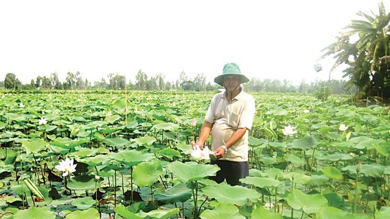 Local farmers plant lotus at rice field on the flood season